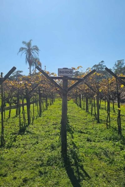 Tour do Vinho Harmonizado